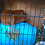 alex_chamber