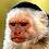 bazmonkey