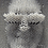 GreyGnome