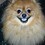 LilRedDog
