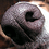 stonedbovines